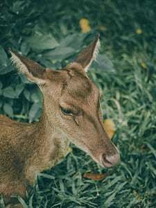 brown animal on green lawn grasses thumbnail