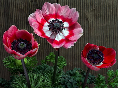 pink flowers thumbnail