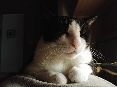 Selective Focus Photography of Short-fur White and Black Cat thumbnail