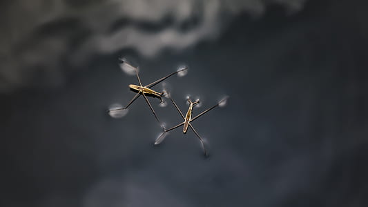 macro photography of two brown water striders thumbnail