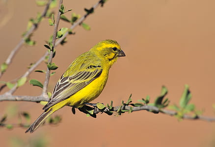 nature, bird, animal, branches thumbnail
