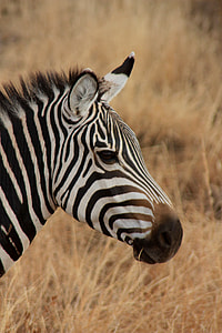 closeup photography of zebra thumbnail