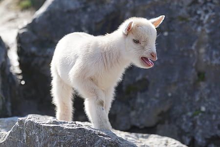 white goat kid thumbnail