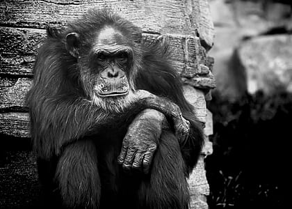grayscale chimpanzee beside rock thumbnail