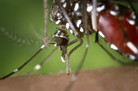 macro photo of tiger mosquito thumbnail