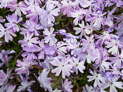 close-up photography of purple phlox flowers thumbnail