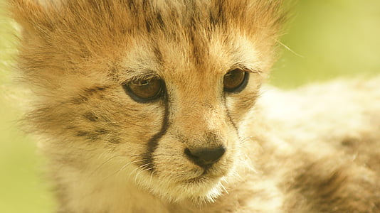 photo of cheetah cub thumbnail