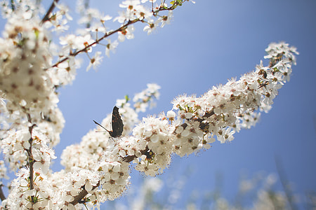 Butterfly on an Apple-Tree thumbnail