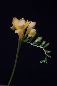 yellow flower photography thumbnail
