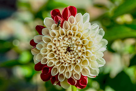 white and red flower thumbnail
