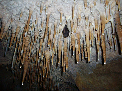 black bat inside cave thumbnail