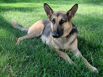 adult black and brown German shepherd lying on grass thumbnail