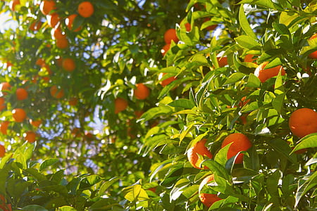 kumquat fruits thumbnail
