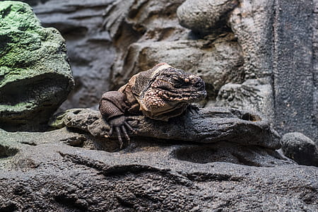brown bearded dragon thumbnail