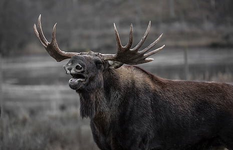 gray Moose during daytime thumbnail