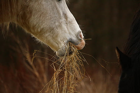 white horse thumbnail
