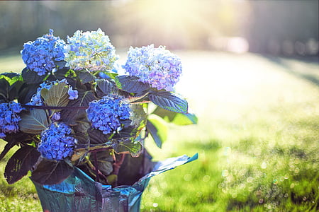 purple petaled flower in vase thumbnail