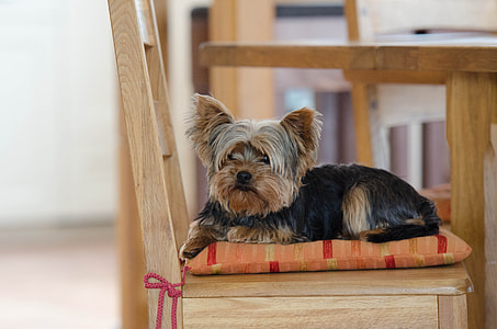 black and tan Yorkshire terrier puppy on armless chair thumbnail