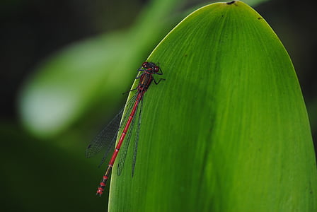 selective focus photography of red and brown dragonfly thumbnail