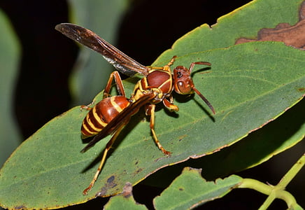selective focus photography of red paper wasp perched on green leafed plant thumbnail