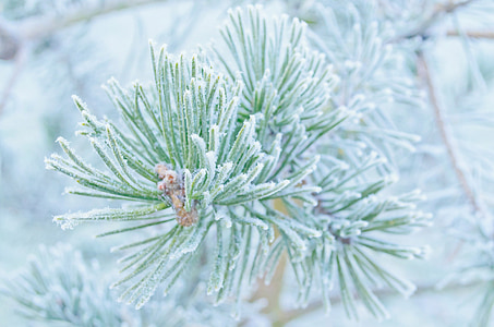 green tree covered with snow thumbnail