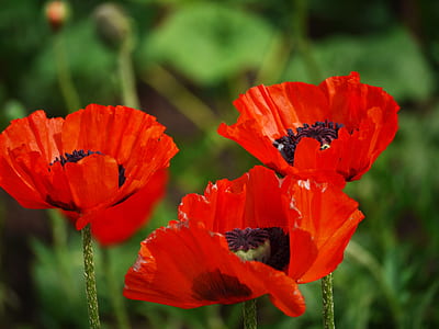 selective focus photography of two orange flowers thumbnail