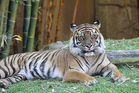 tiger laying on green grass field near bamboo thumbnail