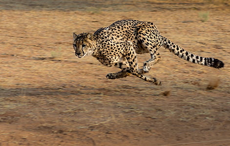 cheetah thumbnail