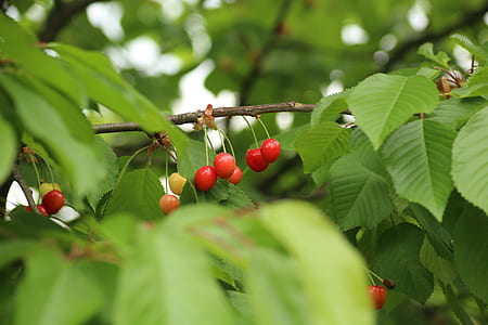 shallow focus photography of red berries thumbnail
