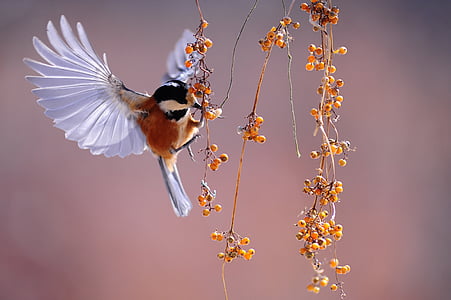 photo of humming bird during daytime thumbnail