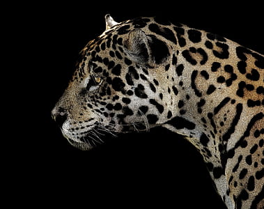 leopard in closeup photography thumbnail