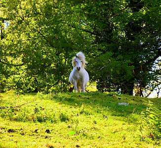 white horse near tree thumbnail
