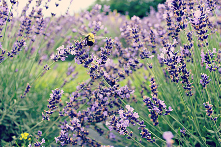 lavender field thumbnail