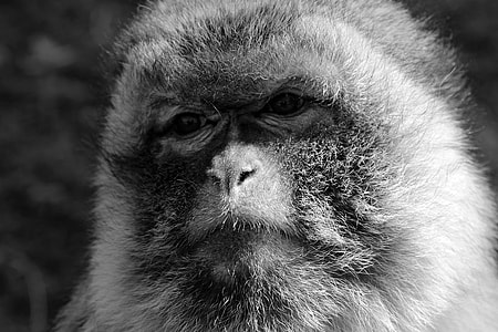 grayscale photography of monkey ] thumbnail