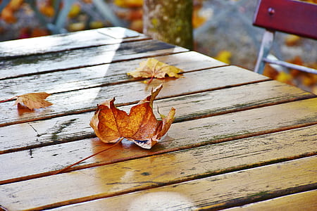 dried maple leaf on top of brown wooden table thumbnail