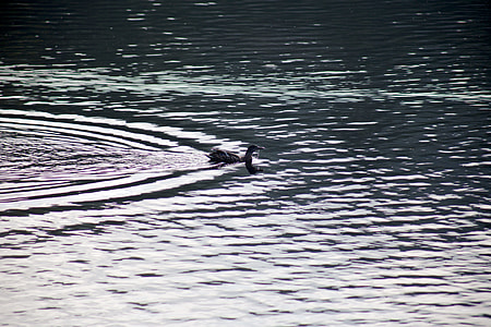 gray duck on body of water during day time thumbnail