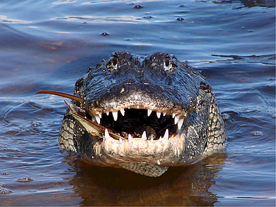 crocodile in body of water thumbnail