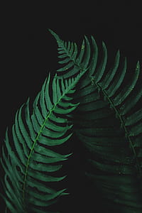 Photo of Two Fern Leaves thumbnail