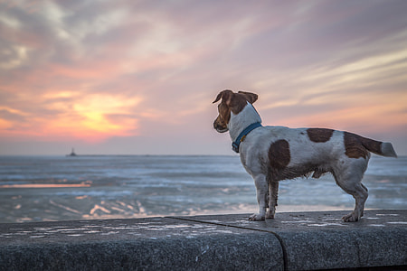 tan and white Jack Russell terrier facing the ocean photography thumbnail