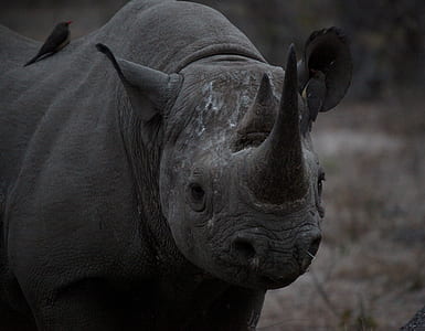 gray rhinoceros on field m thumbnail