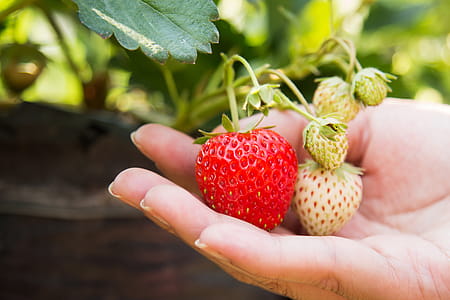 Person Holding Red Strawberry thumbnail