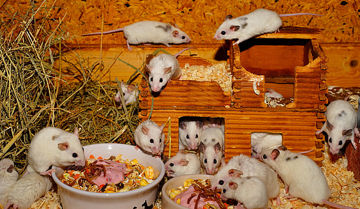 white hamster lot thumbnail