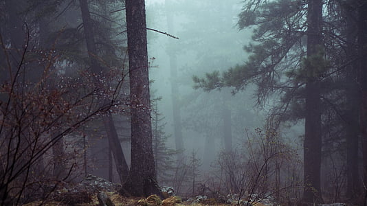 green leafed trees and fog thumbnail