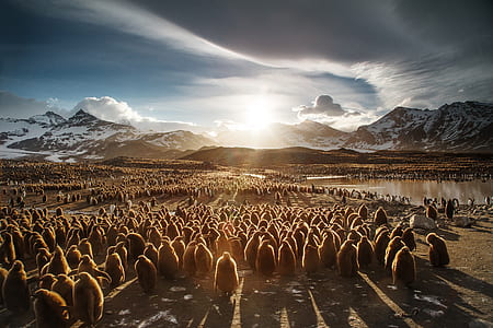 group of penguin near body of water thumbnail