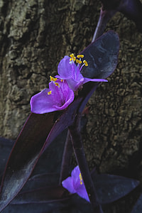 Tradescantia Pallida thumbnail