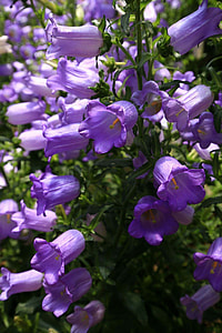 Flowers And Plants, Beautiful Port thumbnail