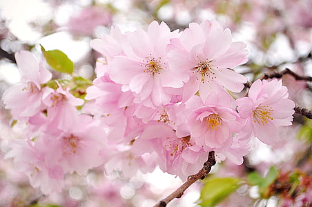 close up photography of pink Sakura blossoms thumbnail