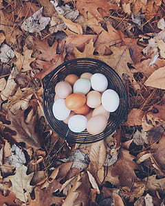 top view photography of chicken eggs on black steel bowl surrounded with dried leaves thumbnail