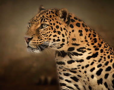 selective focus photography of black and brown leopard thumbnail