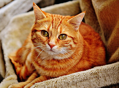 photo of orange tabby cat on gray fur sofa thumbnail
